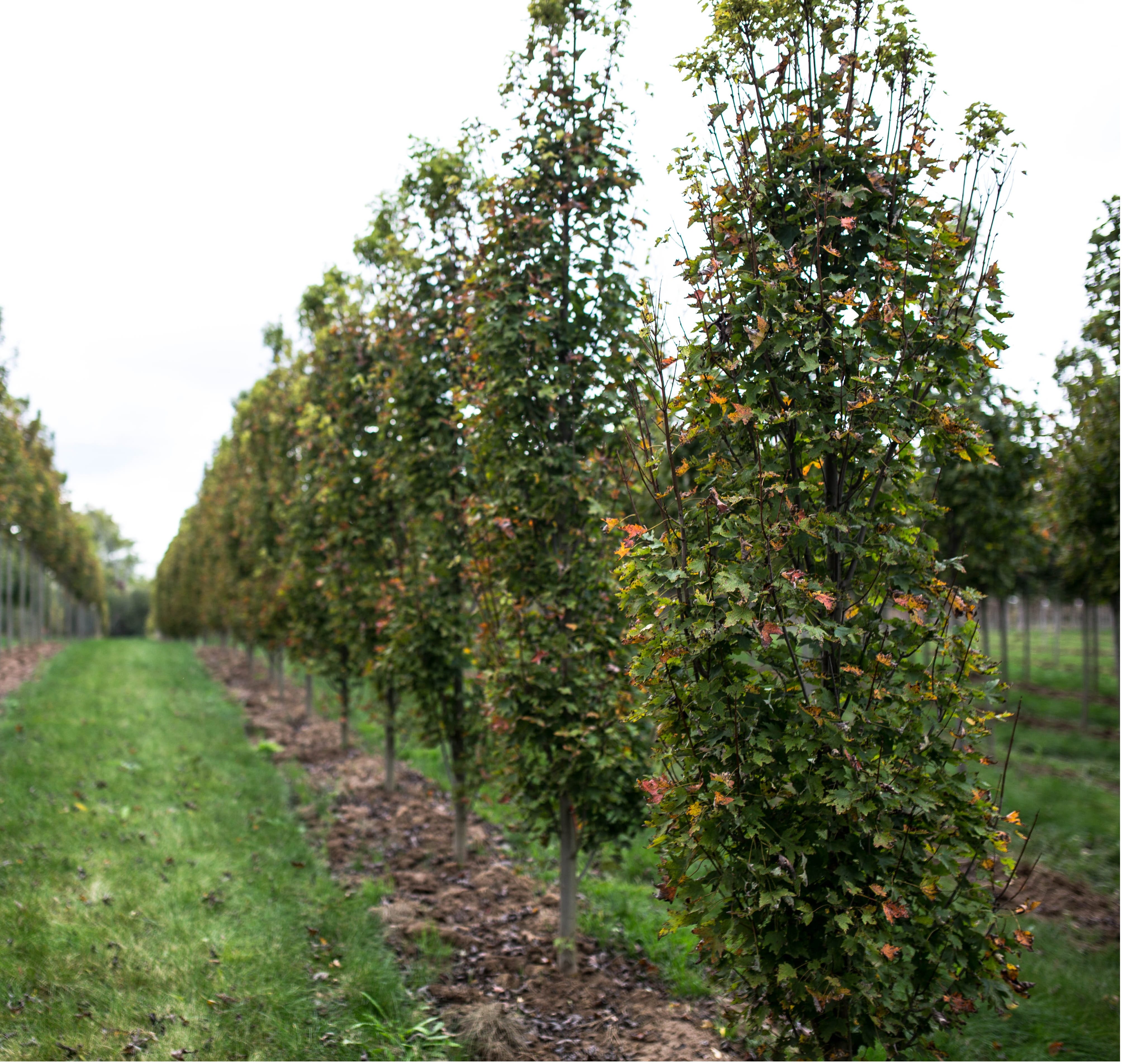 Acer rubrum
‘Amrstrong Gold’– Low stem